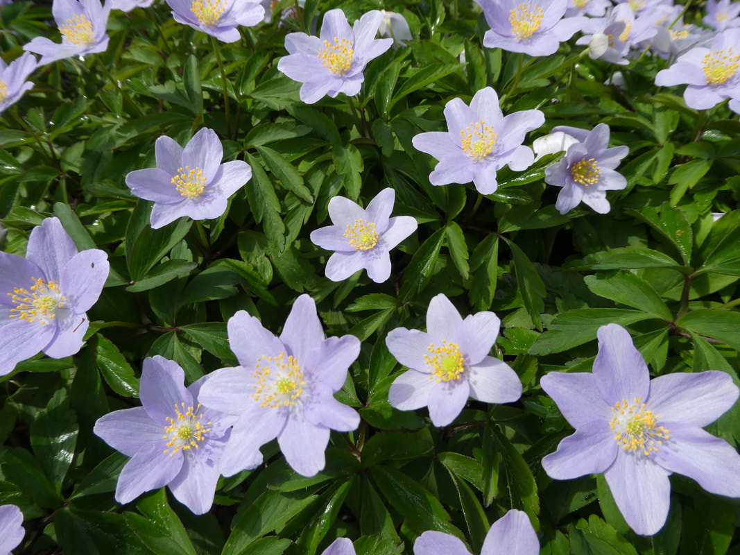 Anemone nemorosa 'Robinsoniana'